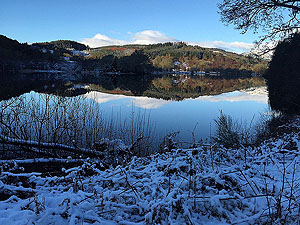 Loch Ard forest. Image from Loch Ard forest