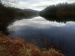 Loch Ard forest. Image from Loch Ard forest