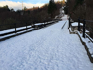 Loch Ard forest. Image from Loch Ard forest