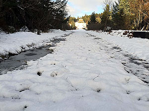 Loch Ard forest. Image from Loch Ard forest