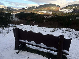 Loch Ard forest. Image from Loch Ard forest