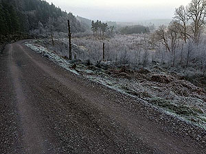 Loch Ard forest. Image from Loch Ard forest