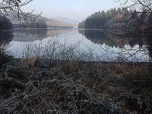 Loch Ard forest. Image from Loch Ard forest
