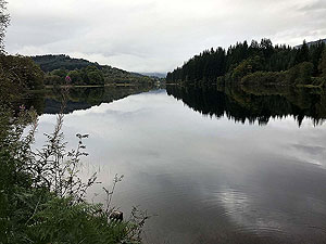 Loch Ard forest. Image from Loch Ard forest