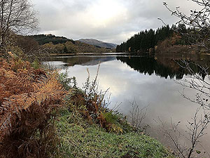 Loch Ard forest