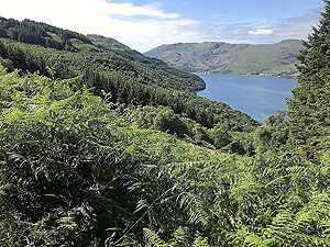 Ardgoil peninsula. Getting higher and into the tree line