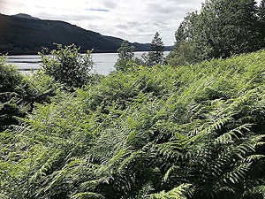 Ardgoil peninsula. Starting final climb back to the car park