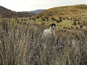 Glen Finglas loop. One of the locals wondering why you are in such a hurry