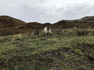 Glen Finglas loop. Usually lots of sheep and a few cows to keep you company