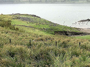 Glen Finglas loop. Geese taking in the waters of the reservoir