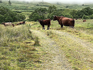 Glen Finglas loop. Be careful though they are very well mannered