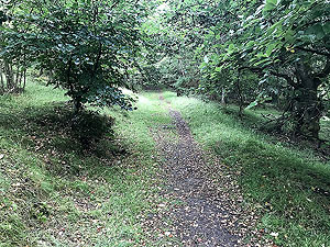 Kinnoull Hill. Less defined path now