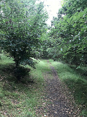 Kinnoull Hill. Can get slippy so be careful