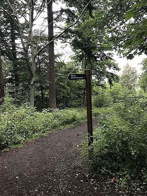 Kinnoull Hill. Onto the main path and it widens