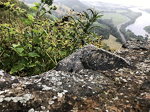 Kinnoull Hill. Badly taken picture from inside the tower