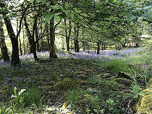 Cocksburn reservoir loop. Spring and the bluebells are out.  Welcome to Scotland