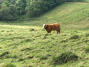 Cocksburn reservoir loop. The wee baby