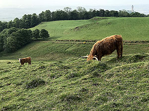 Cocksburn reservoir loop. Mother and son ?