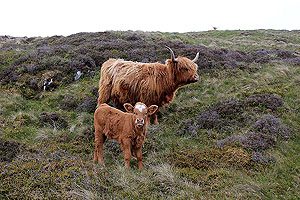 Dumyat hill run. These guys can be quite a sight.  Be careful when there are calfs