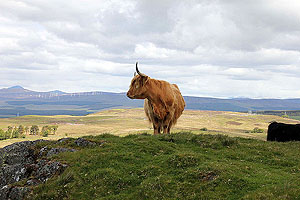 Dumyat hill run. Sometimes the locals oblige you with a good picture opertunity.