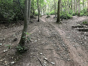 Dumyat hill run. This part of the route can get really slippy, but it is only for a short section