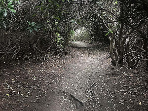 Dumyat hill run. The path goes into a large bush for 30 metres or so. Do not panic, you will see day light again.