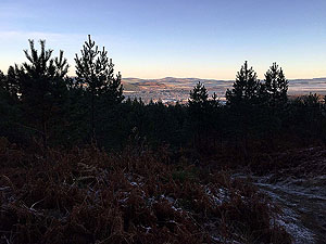 The Fungle. Image from The Fungle