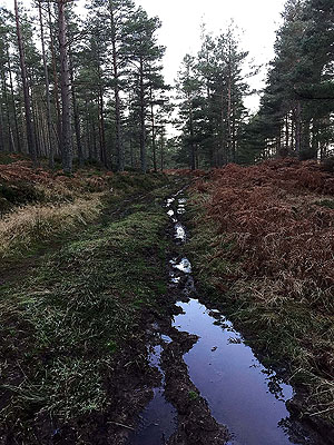 The Fungle. Image from The Fungle