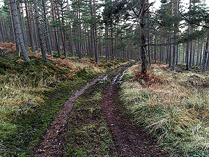 The Fungle. Image from The Fungle