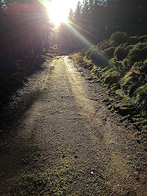 The Fungle. Image from The Fungle