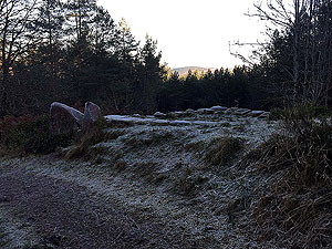 The Fungle. Image from The Fungle