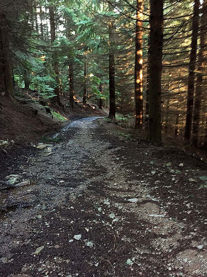 The Fungle. Image from The Fungle