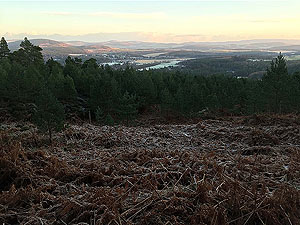 The Fungle. Image from The Fungle