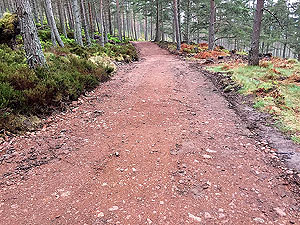 The Fungle. Image from The Fungle