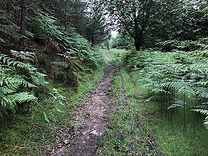 The Fungle. Image from The Fungle