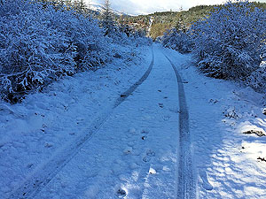 Queen Elizabeth forest park. Image from Queen Elizabeth forest park