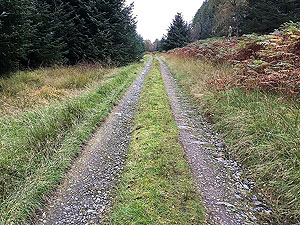 Queen Elizabeth forest park. Image from Queen Elizabeth forest park