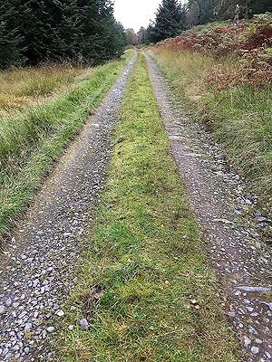 Queen Elizabeth forest park. 