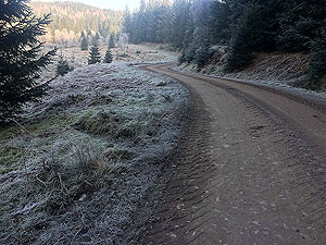 Queen Elizabeth forest park. 