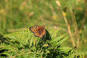 Glen Rosa. Image from Glen Rosa