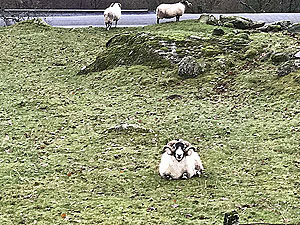 Glens Kendrum and Ogle. Classy sheep