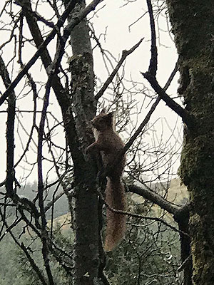 Glens Kendrum and Ogle. We love the red squirrels