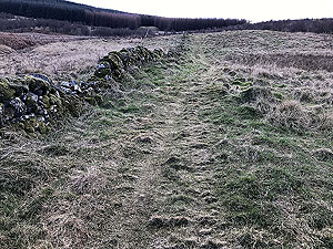 Glen Devon - Geordies wood. 