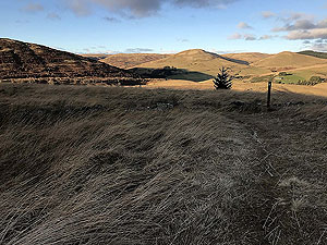 Glen Devon - Geordies wood. Image from Glen Devon - Geordies wood