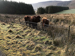 Helensburgh - Glen Fruin. Friendly cows are always worth a wee hello