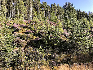 Meikle Tap. Trees on all sides