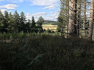Meikle Tap. Catch a glimpse of the views through the trees