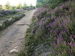 Meikle Tap. Amongst the Scottish heather