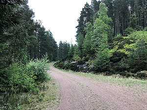 Meikle Tap. Good quality dirt road and calming trees