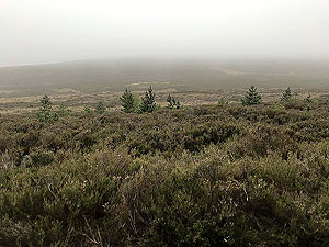 Meikle Tap. Too misty to see Meikle Tap on this day